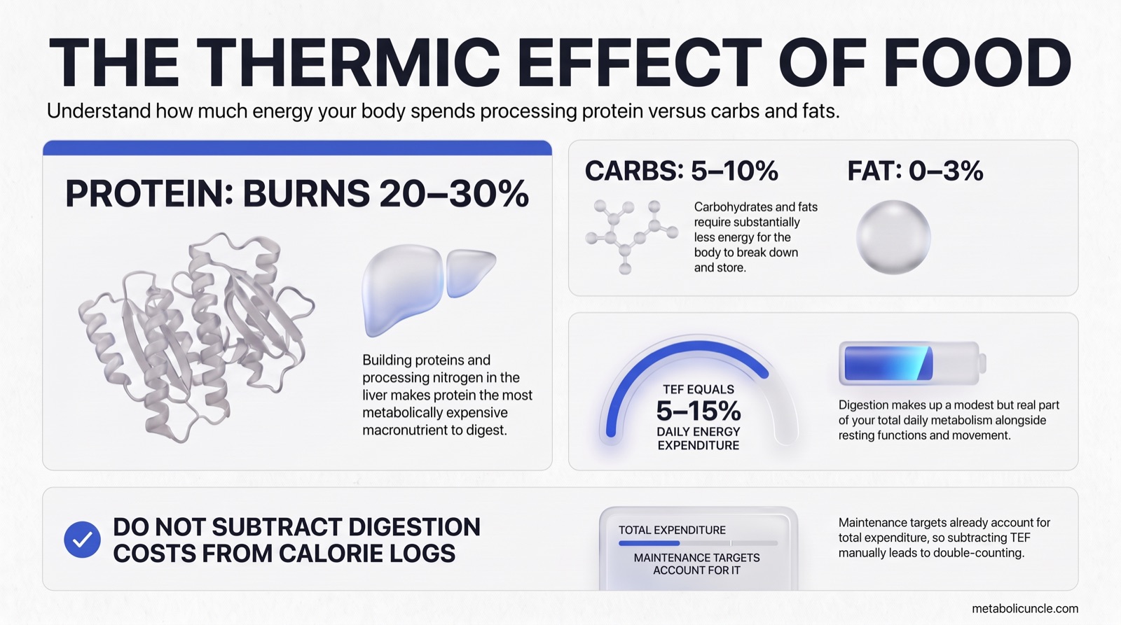 Infographic, The Thermic Effect of Food: understand how much energy your body spends processing protein versus carbs and fats. Four panels: (1) Protein burns 20-30% of its calories because building proteins and processing nitrogen in the liver makes protein the most metabolically expensive macronutrient to digest; (2) Carbs burn 5-10% and fat burns 0-3% because carbohydrates and fats require substantially less energy for the body to break down and store; (3) TEF equals 5-15% of daily energy expenditure, making digestion a modest but real part of total daily metabolism alongside resting functions and movement; (4) Do not subtract digestion costs from calorie logs, because maintenance targets already account for total expenditure and subtracting TEF manually leads to double-counting.